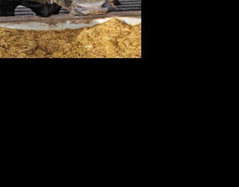 Improve reproductive outcomes with trace mineral nutrition