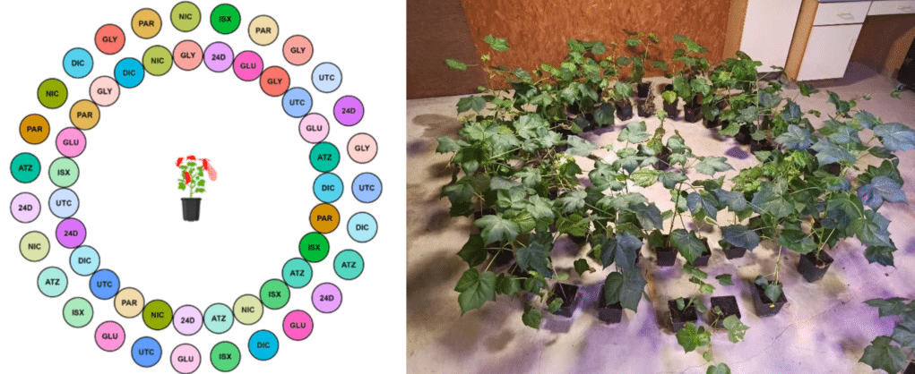 Sprayed cotton plants