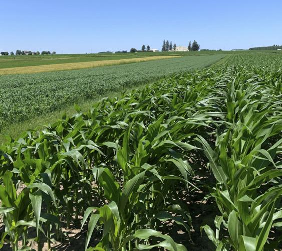 Cornfield bean field