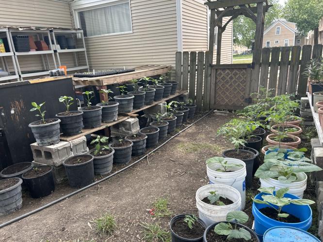 Brazil native 2.jpeg