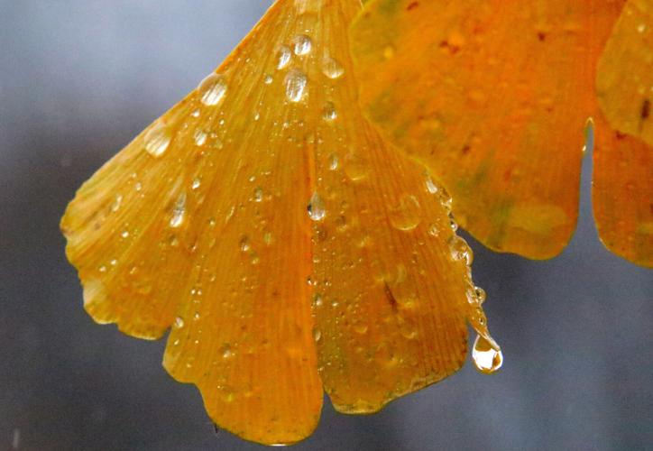 Ginkgo leaf