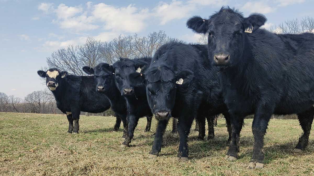 replacement heifer development