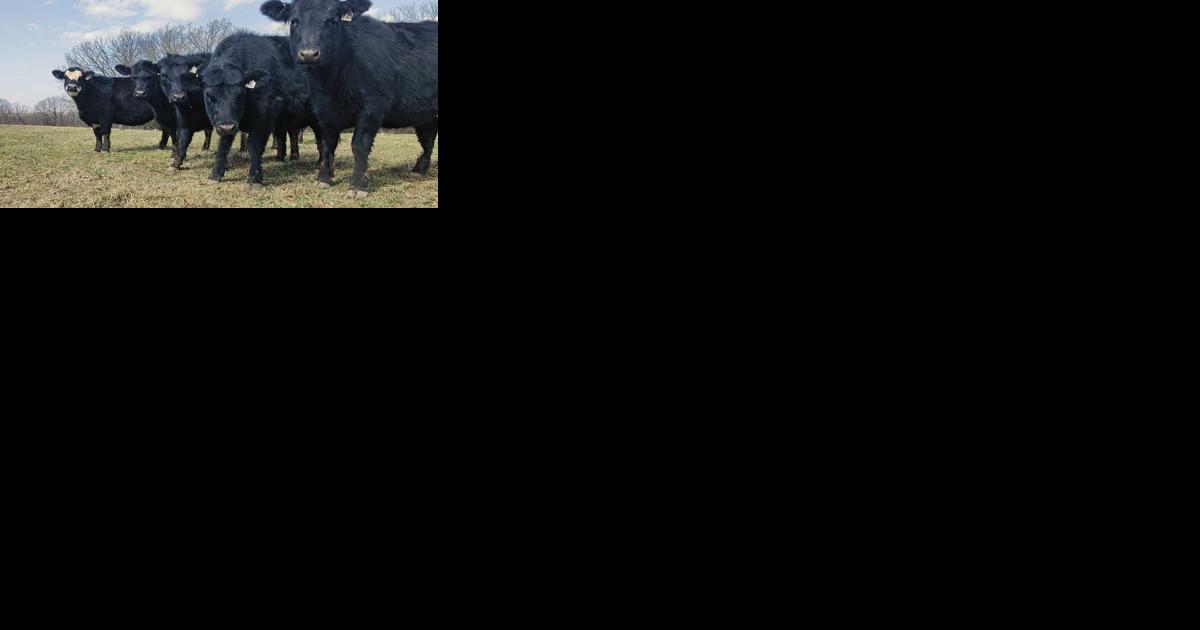 Nebraska, South Dakota extension starts first Great Plains Heifer Development Program - Vimarsana News