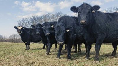 replacement heifer development