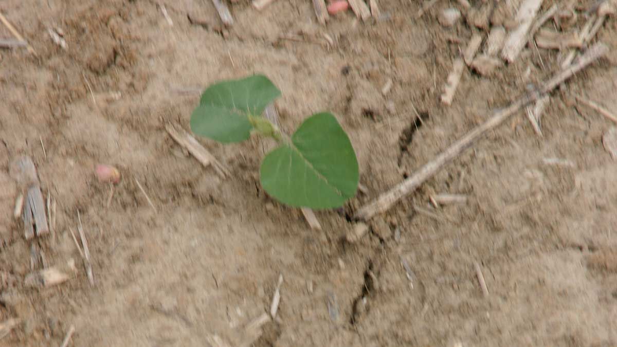 Small plant emerging thru soil crust