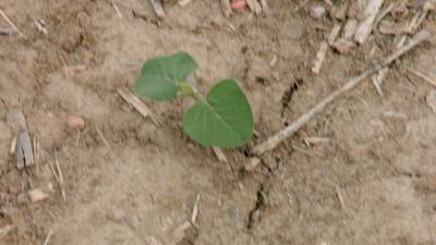 Small plant emerging thru soil crust