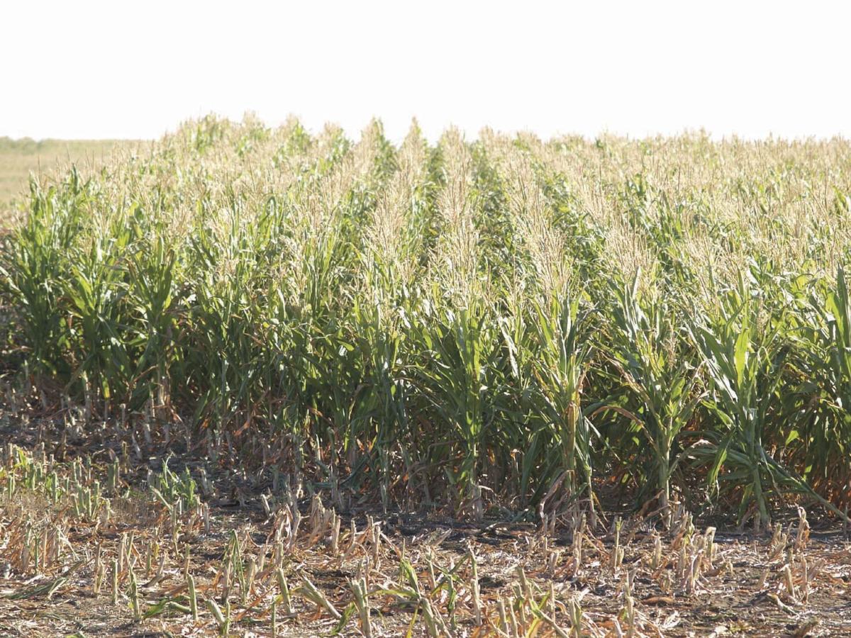 Corn