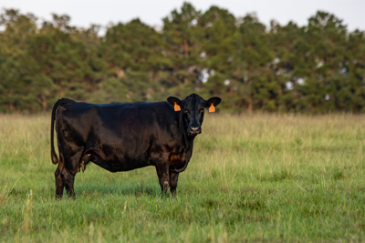 Grazing forage