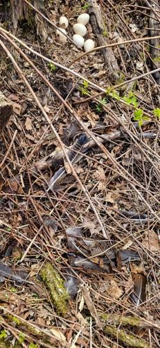 Feathers and eggs