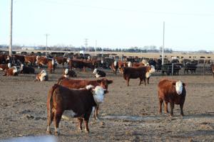 Feedlot