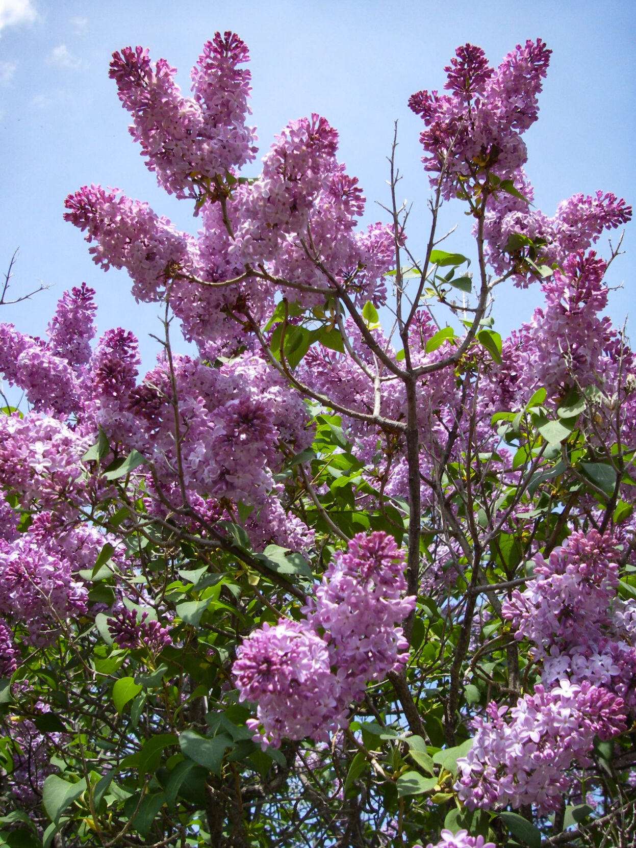 Lilacs