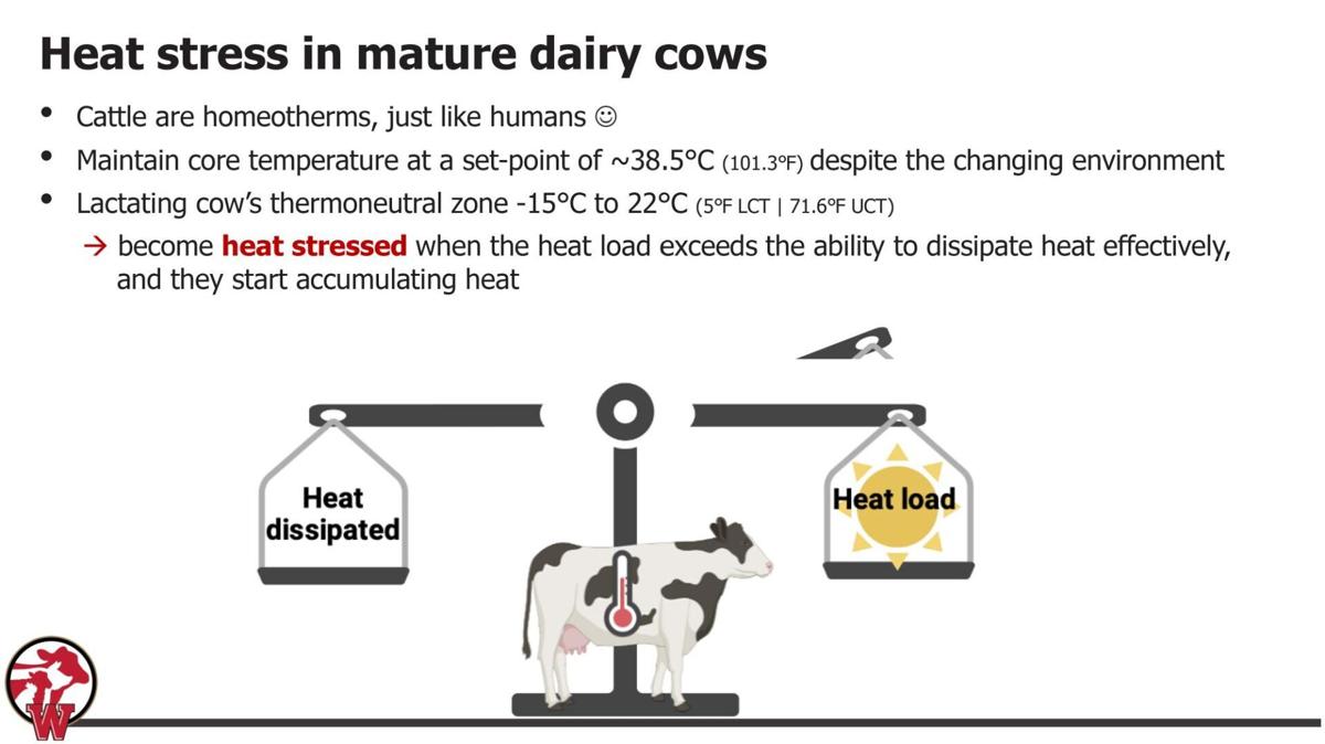 Heat stress in mature dairy cows