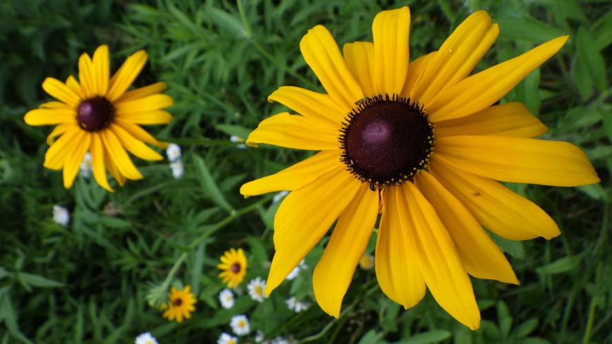Flowers