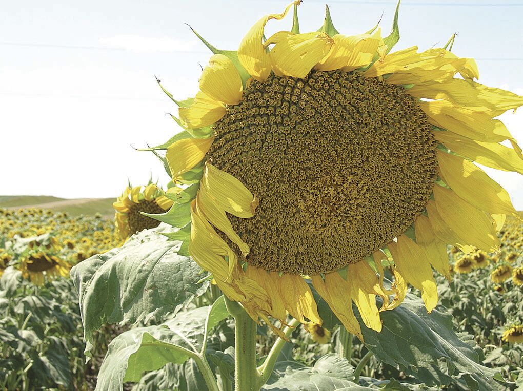 A 'field of her dreams': Man plants thousands of sunflowers to