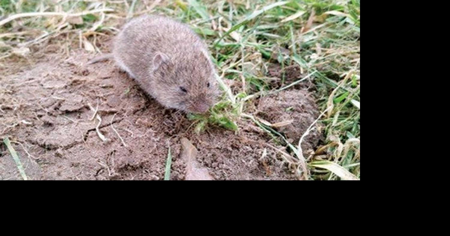 Vole Management Project  Updates for farmers, ranchers