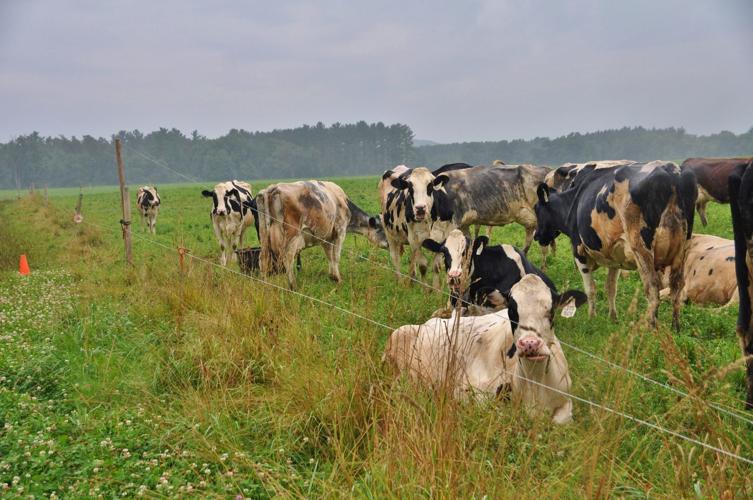 Dairy cows in field