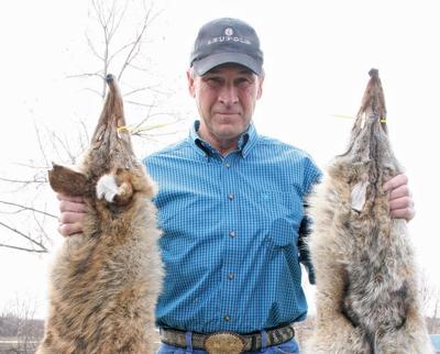 Coyote pelts