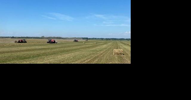 Crops growing tall, hay coming down in Tri-State Neighborhood - Vimarsana News