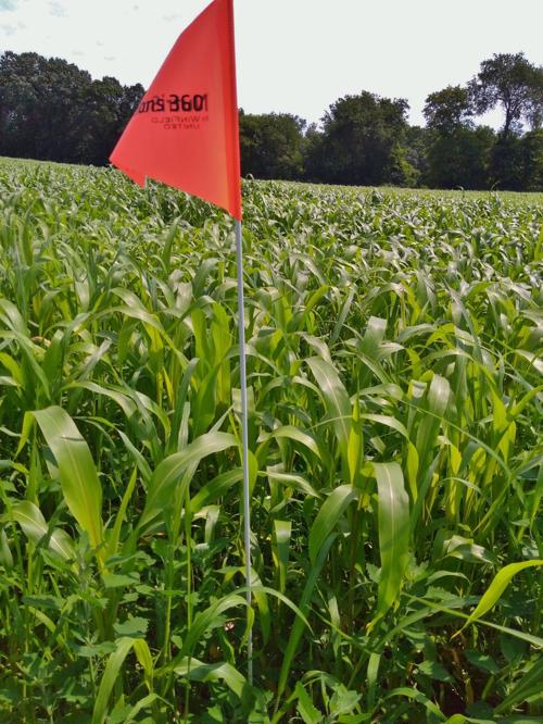 Forage field