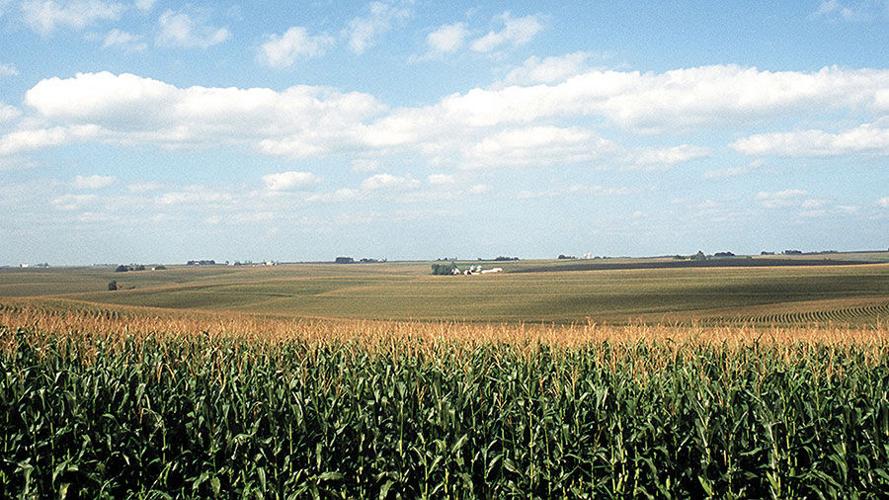 IL Cornfields'
