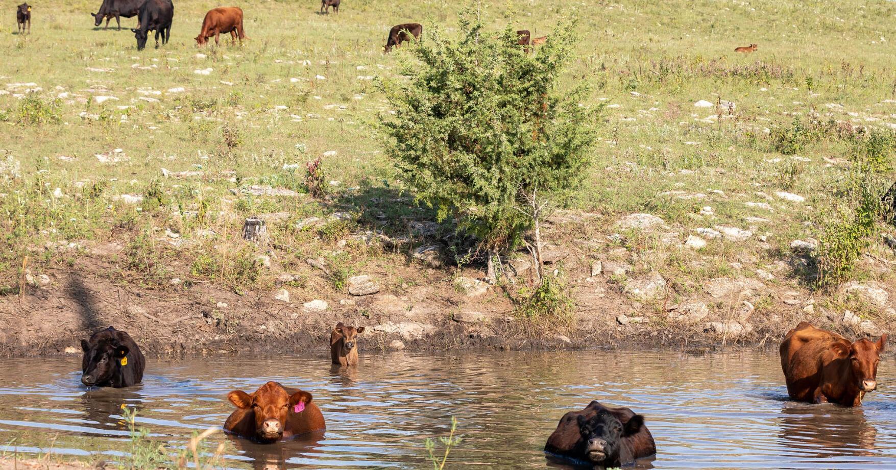 Keep water quality in check as livestock ponds dry up in summer heat - Vimarsana News