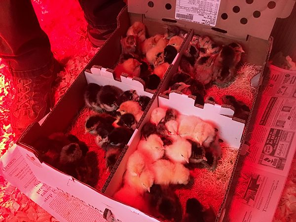 Chicken Ranching 101