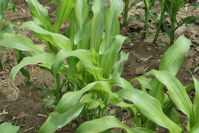 Corn plants in field
