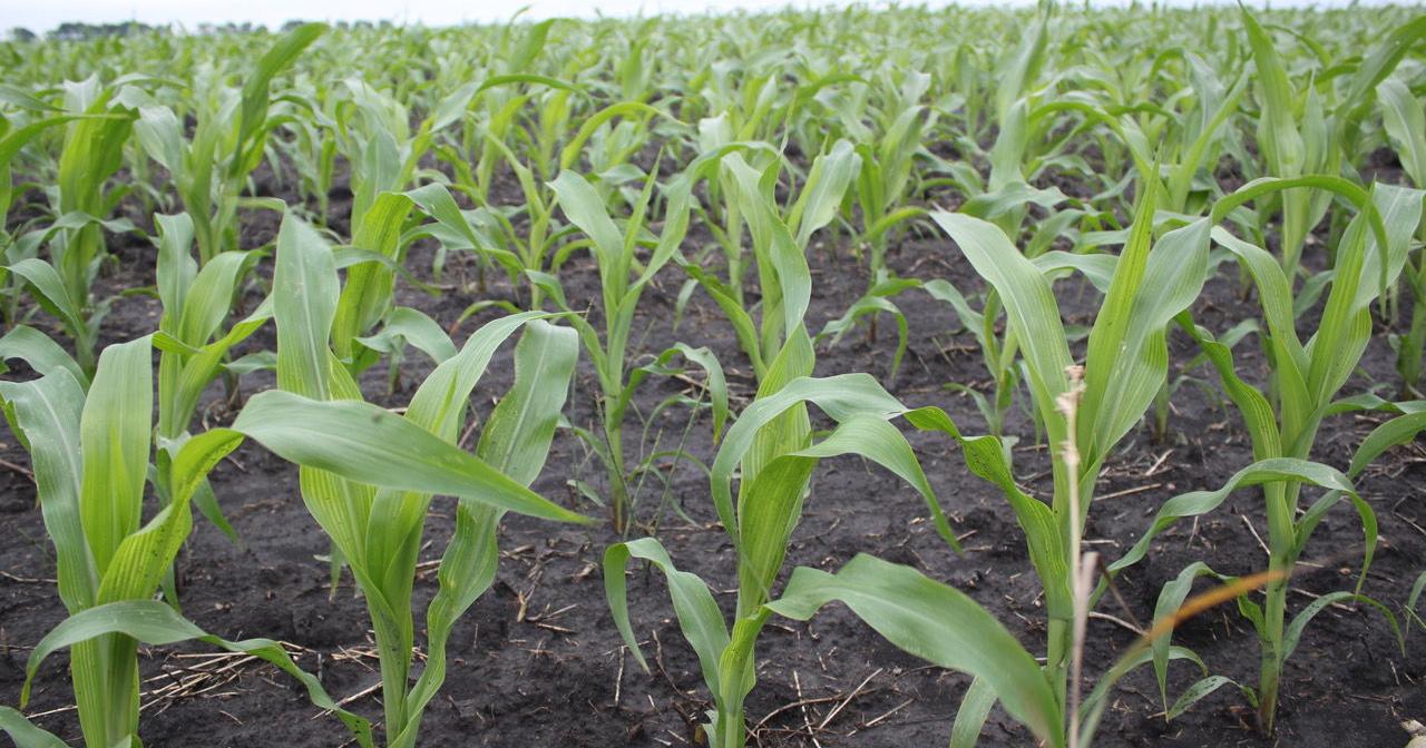 Ross wins NCGA Kansas Corn Yield Contest with AgVenture - Vimarsana News