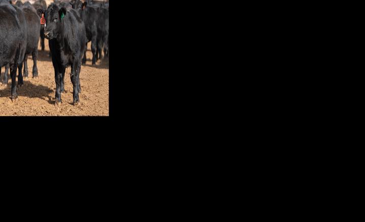 Beef cattle calves in feedlot