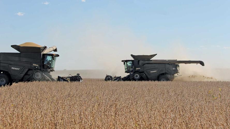 Two combines harvest soybeans