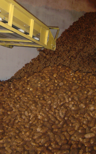 Potato processing equipment