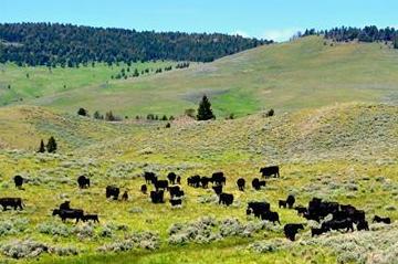 Voldseth Ranch