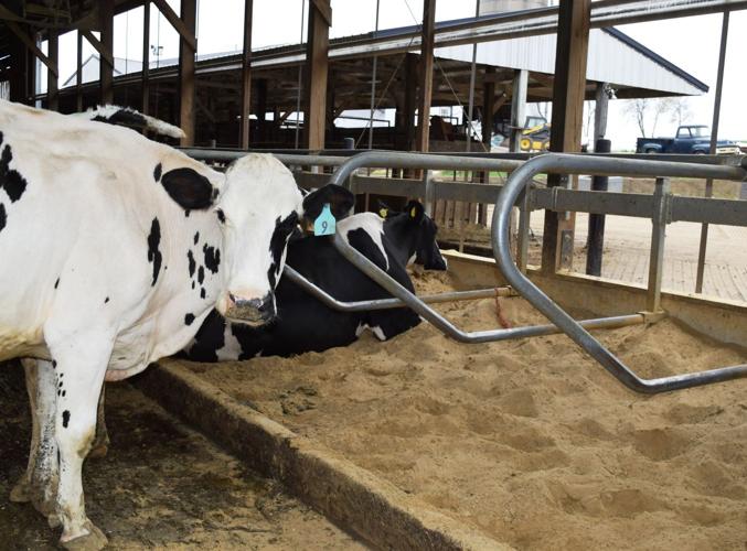 Freestall, outdoor feeding area