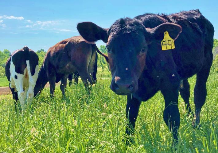 Beef cattle grazing