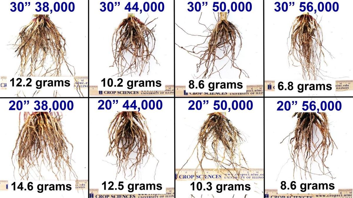 Root size and weight