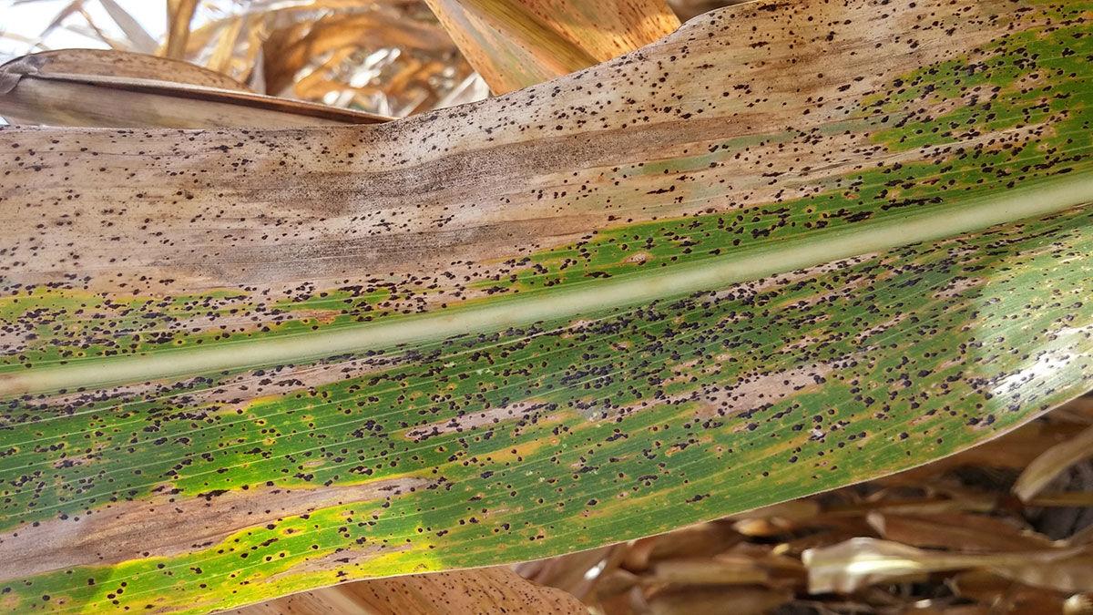Tar spot on corn leaf