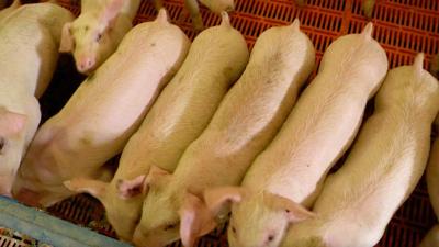 Porcine reproductive and respiratory syndrome