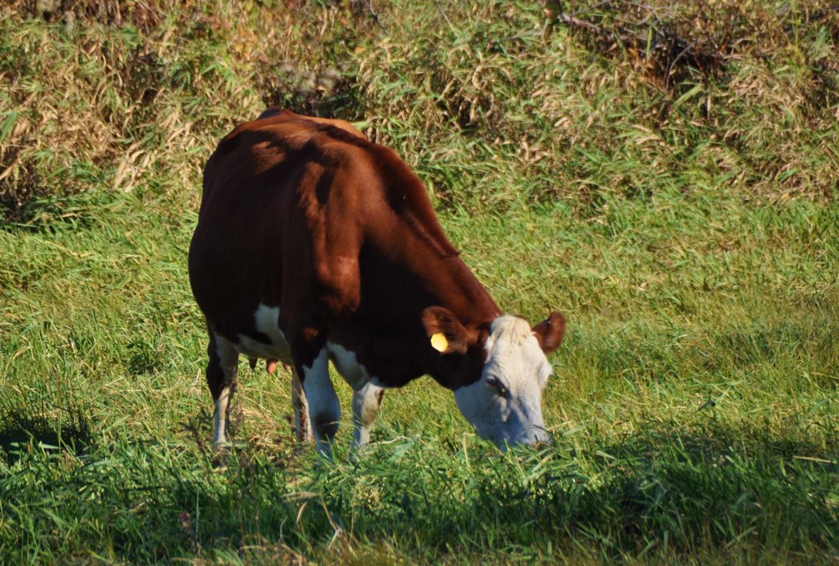 Shorthorn cow in field (copy)