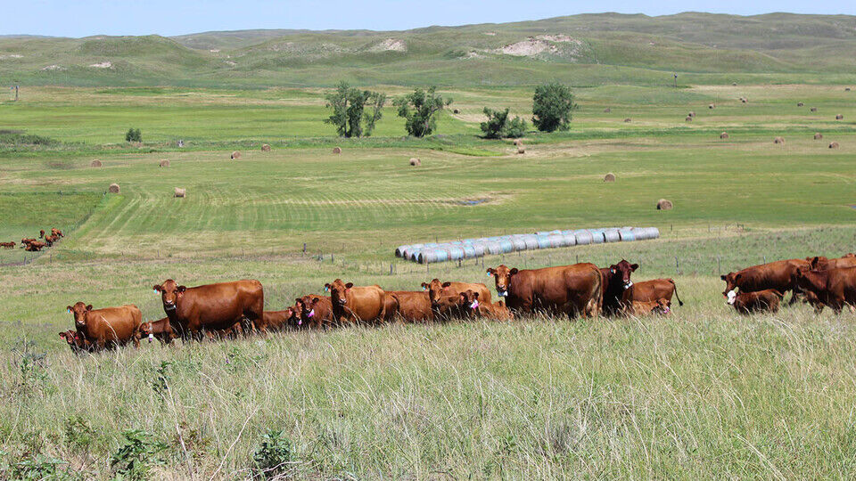 Rangeland Livestock Center