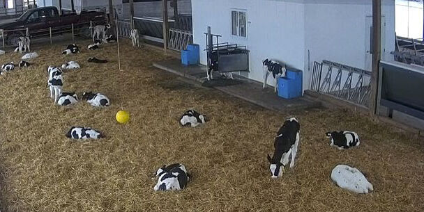 Calves -- Homestead Dairy