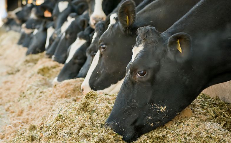 Cows at feedbunk
