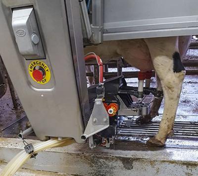 Cow in robotic milker