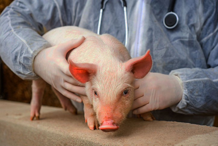Veterinarian holding a pig