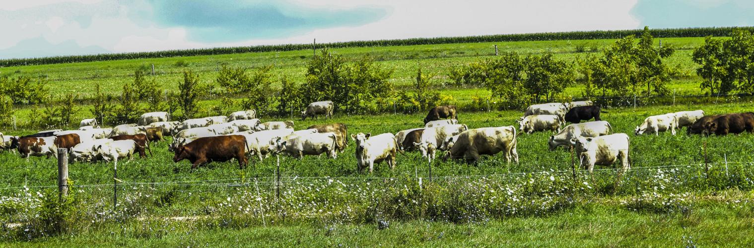 Murray Grey cattle at Seven Seeds Farm