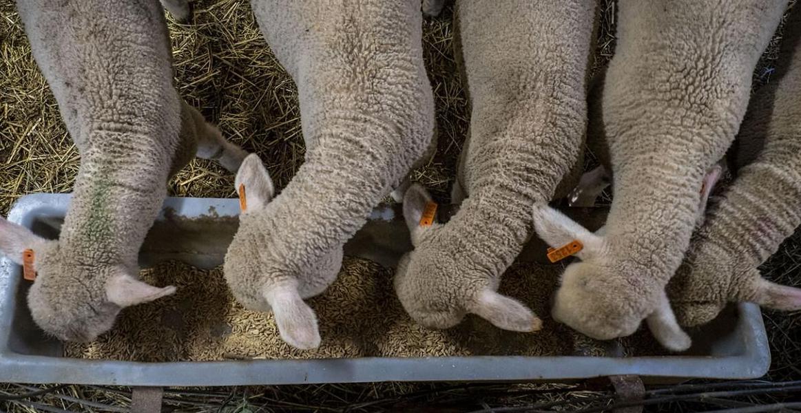Sheep