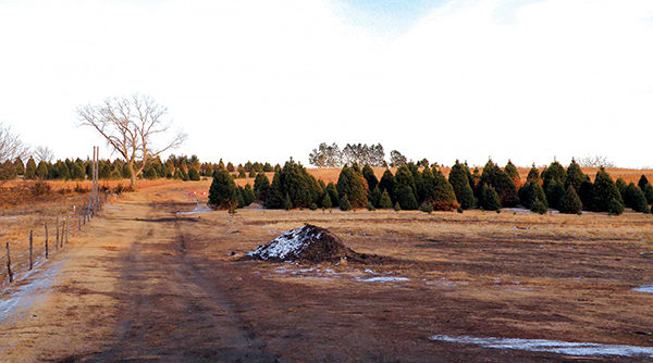 Kasl Christmas Tree farm