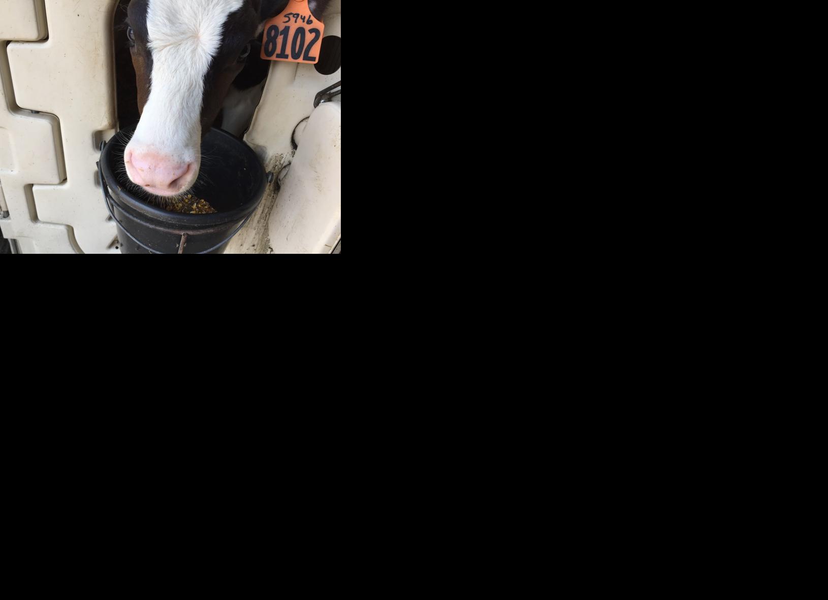 Calf eats