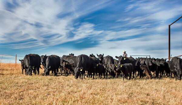Black angus 4
