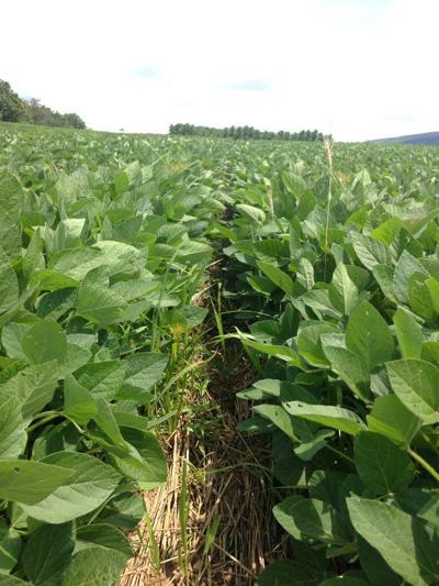 No-till soybeans reach canopy closure