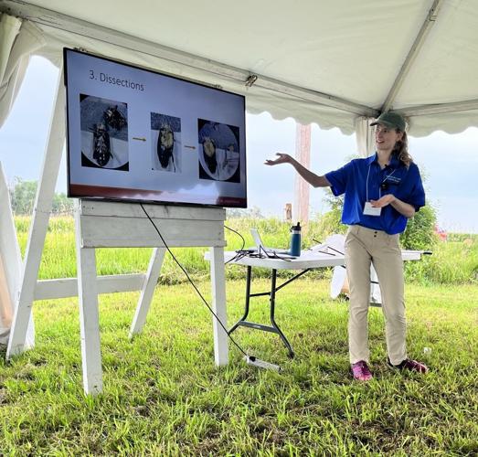 Soybean gall midge 2.jpg